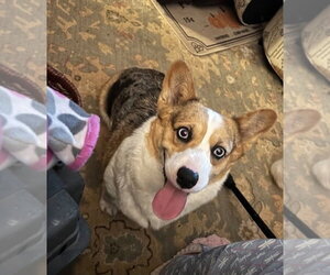 Mutt Dogs for adoption in Foristell, MO, USA