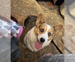 BlueJeans - Female Mutt Dog for Adoption - Small photo
