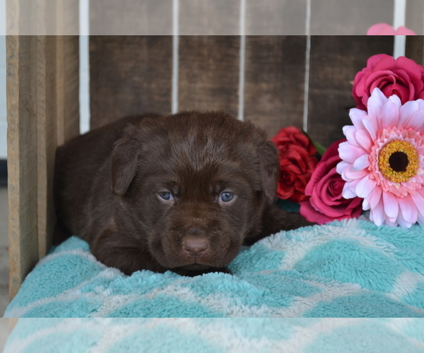 Medium Photo #29 Labrador Retriever Puppy For Sale in GREENWOOD, WI, USA
