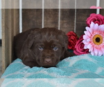 Small Photo #29 Labrador Retriever Puppy For Sale in GREENWOOD, WI, USA