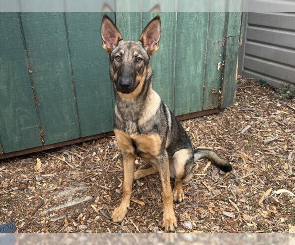 Medium Photo #1 German Shepherd Dog-Unknown Mix Puppy For Sale in Santa Cruz, CA, USA