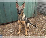 Small German Shepherd Dog Mix