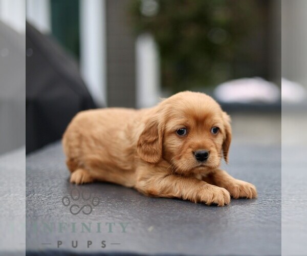 Medium Photo #3 Golden Retriever Puppy For Sale in STRASBURG, PA, USA