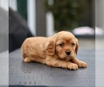 Archie - Male Golden Retriever Puppy for Sale - Photo #3