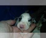 Small Photo #62 Great Dane Puppy For Sale in HOWARD CITY, MI, USA