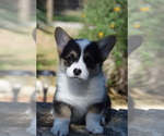 Small Photo #13 Pembroke Welsh Corgi Puppy For Sale in CASTROVILLE, TX, USA