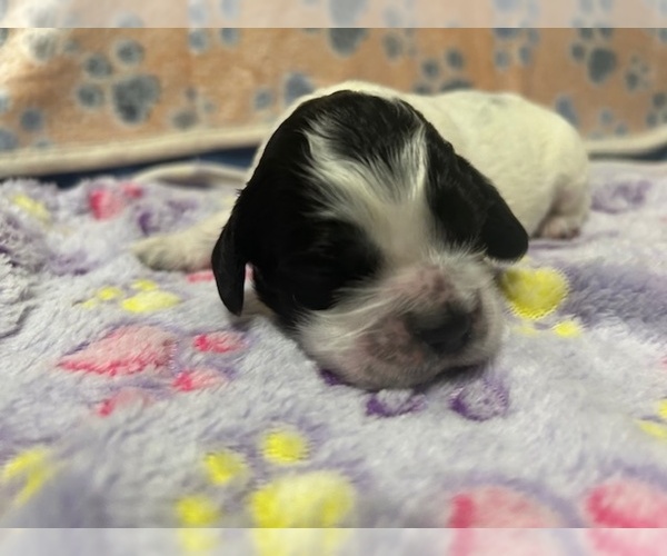 Medium Photo #19 Cocker Spaniel Puppy For Sale in MARTIN, GA, USA