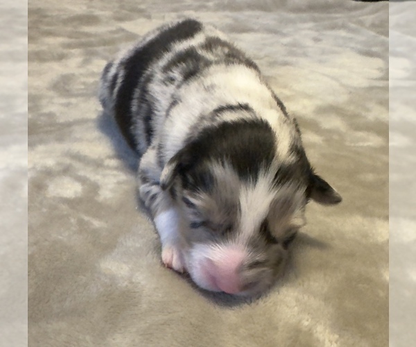 Medium Photo #6 Australian Shepherd Puppy For Sale in SALISBURY, NC, USA