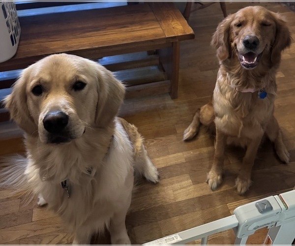 Medium Photo #1 Golden Retriever Puppy For Sale in CLARKSBURG, WV, USA