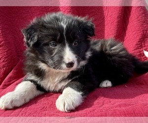 Border Collie-Miniature Australian Shepherd Mix Puppy for sale in MYERSTOWN, PA, USA