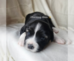 Small #2 Miniature Australian Shepherd