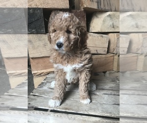 Goldendoodle (Miniature) Puppy for sale in GOSHEN, IN, USA