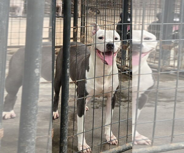 Medium Photo #2 Mutt Puppy For Sale in Jackson, MS, USA