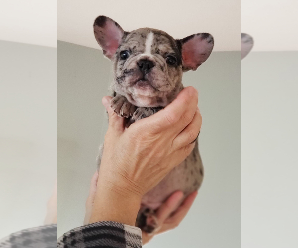 Medium Photo #15 French Bulldog Puppy For Sale in ADRIAN, MI, USA