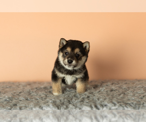 Shiba Inu Puppy for sale in MILLERSBURG, IN, USA