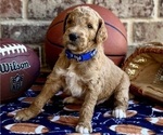 Puppy Oakley Goldendoodle