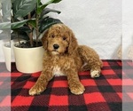 Small #3 Goldendoodle (Miniature)