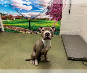 Mutt Dogs for adoption in Moreno Valley, CA, USA