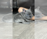 Puppy 1 French Bulldog