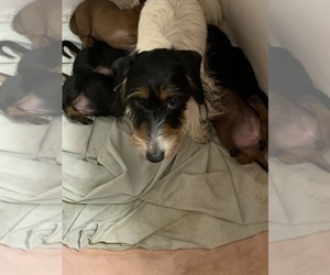 Mother of the Dachshund puppies born on 02/10/2022