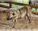 Small Photo #1 Anatolian Shepherd Puppy For Sale in NEW SALISBURY, IN, USA