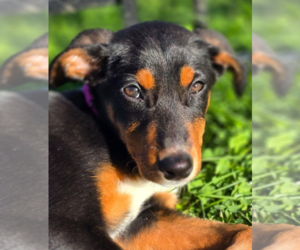 Doberman Pinscher-Unknown Mix Dogs for adoption in Buffalo, MN, USA