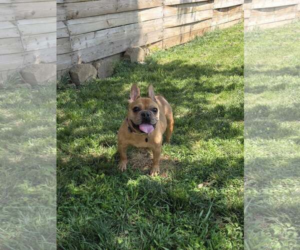 Medium Photo #1 French Bulldog-Unknown Mix Puppy For Sale in New Oxford , PA, USA