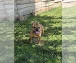Small French Bulldog Mix