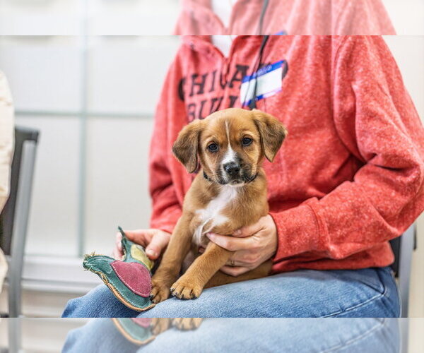 Medium Photo #5 Mutt Puppy For Sale in Mundelein, IL, USA
