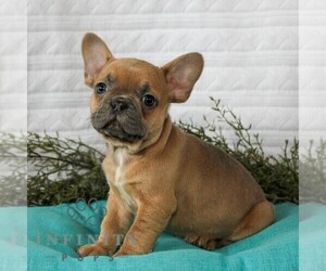 French Bulldog Puppy for sale in LITITZ, PA, USA