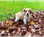 Puppy Leo Brittany