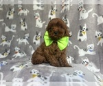 Small #2 Cavapoo