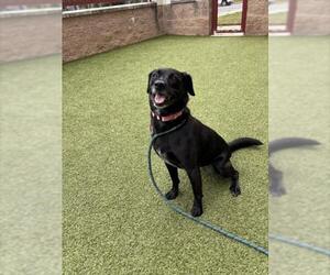 Labrador Retriever Dogs for adoption in Derwood, MD, USA
