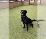 ABBEY - Female Labrador Retriever Dog for Adoption - Small photo
