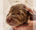 Small #1 F2 Aussiedoodle