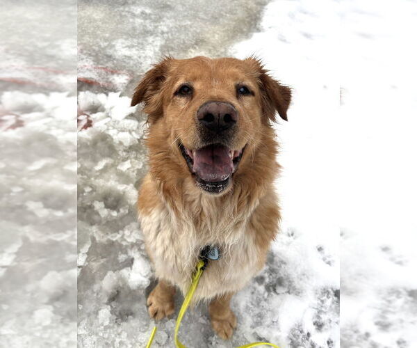 Medium Photo #10 Chow Chow-Golden Retriever Mix Puppy For Sale in Brewster, NY, USA