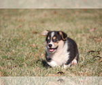 Small Photo #3 Pembroke Welsh Corgi Puppy For Sale in FORT MADISON, IA, USA