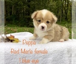 Small Photo #5 Pembroke Welsh Corgi Puppy For Sale in WATERBURY, CT, USA