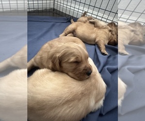 Golden Retriever Puppy for Sale in LAKE ELSINORE, California USA