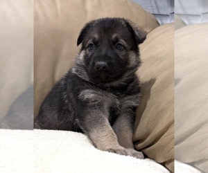 German Shepherd Dog Puppy for Sale in BRIGHTON, Colorado USA