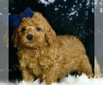 Small Photo #5 Goldendoodle (Miniature) Puppy For Sale in WARSAW, IN, USA