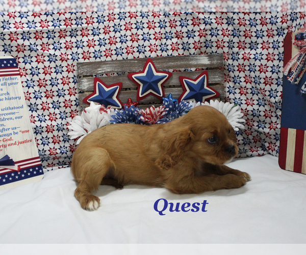 Medium Photo #2 Cavalier King Charles Spaniel Puppy For Sale in CHANUTE, KS, USA