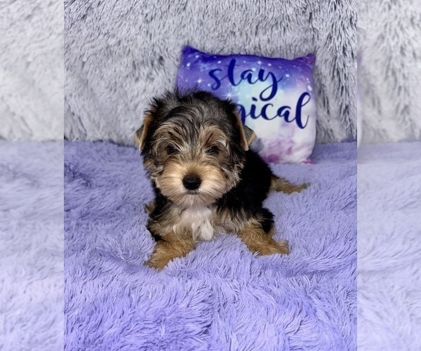 Medium Photo #4 Yorkshire Terrier Puppy For Sale in SANDY HOOK, KY, USA