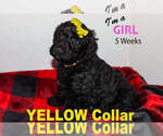 Small Photo #4 Labradoodle Puppy For Sale in WINCHESTER, KY, USA