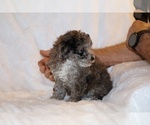 Small #10 Poodle (Toy)