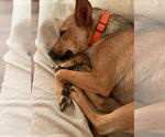 Small #3 Mutt