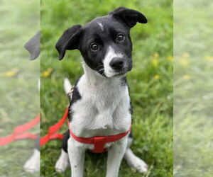 Borador Dogs for adoption in SHERBURNE, NY, USA