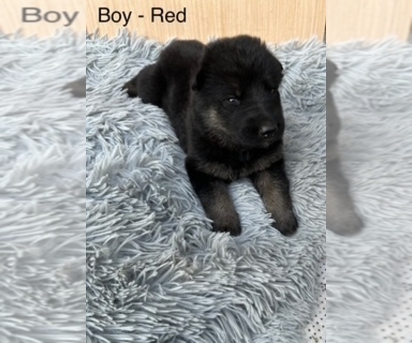 Medium Photo #5 German Shepherd Dog Puppy For Sale in PLYMOUTH, IN, USA