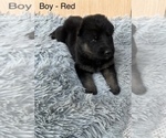Small #4 German Shepherd Dog