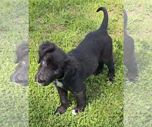 Colonial Cocker Spaniel-Unknown Mix Dogs for adoption in Lee's Summit, MO, USA